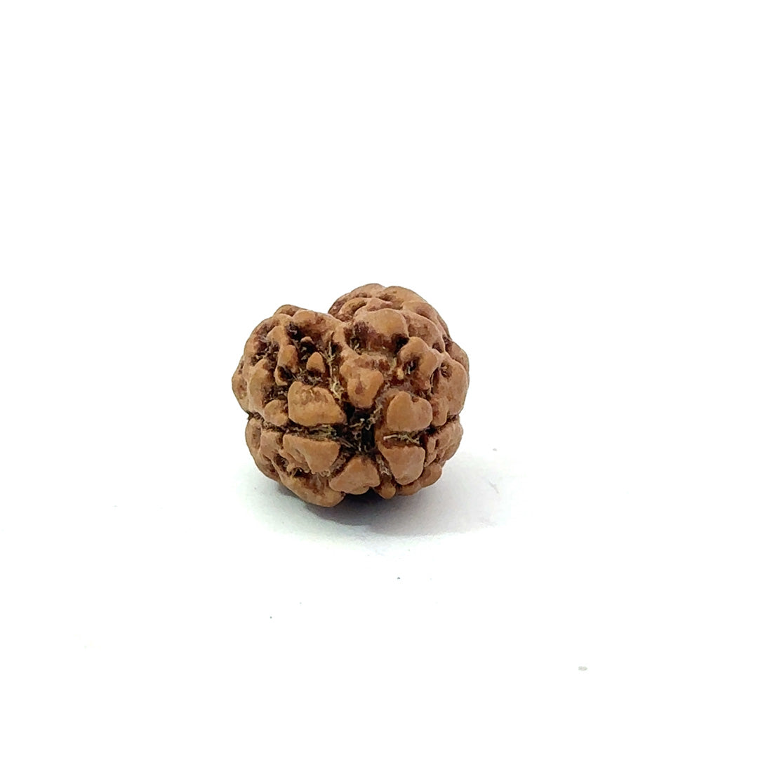 2 Mukhi Nepali Rudraksha (Authentic Nepal Origin)