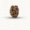 2 Mukhi Nepali Rudraksha (Authentic Nepal Origin)