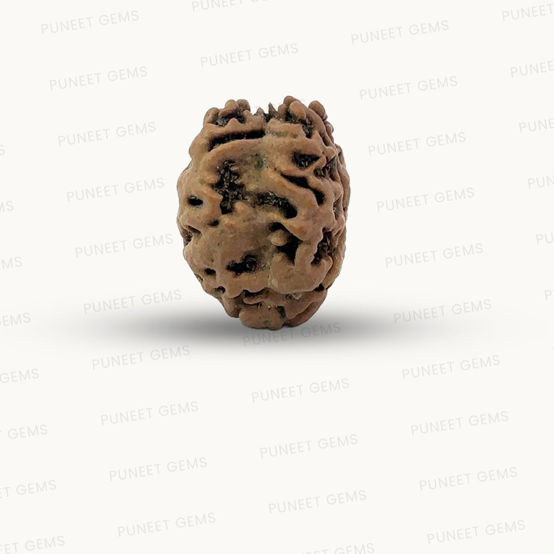 2 Mukhi Nepali Rudraksha (Authentic Nepal Origin)