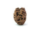 2 Mukhi Nepali Rudraksha (Authentic Nepal Origin)