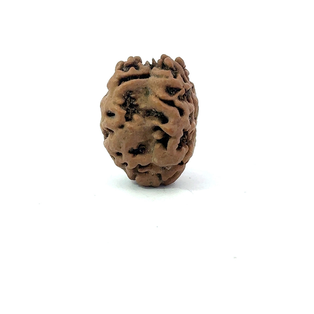 2 Mukhi Nepali Rudraksha (Authentic Nepal Origin)