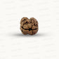 2 Mukhi Nepali Rudraksha (Authentic Nepal Origin)