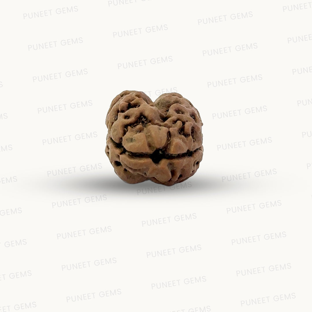 2 Mukhi Nepali Rudraksha (Authentic Nepal Origin)