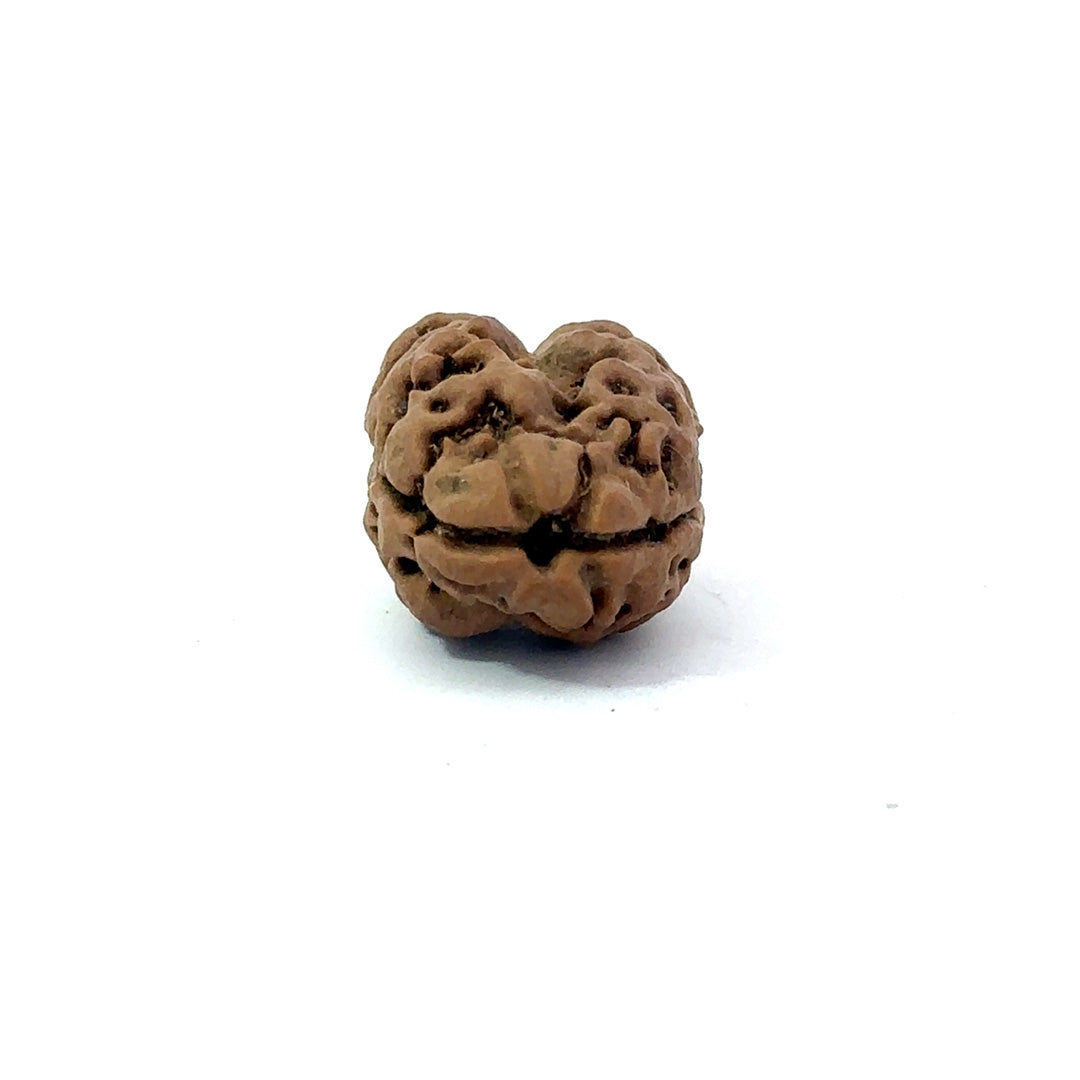 2 Mukhi Nepali Rudraksha (Authentic Nepal Origin)