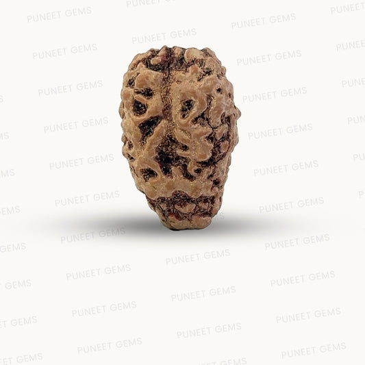 2 Mukhi Nepali Rudraksha (Authentic Nepal Origin)