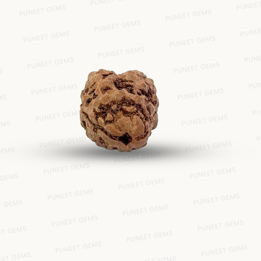 2 Mukhi Nepali Rudraksha (Authentic Nepal Origin)