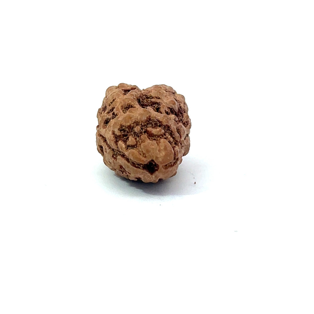 2 Mukhi Nepali Rudraksha (Authentic Nepal Origin)