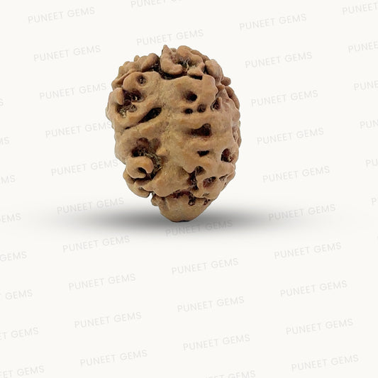 2 Mukhi Nepali Rudraksha (Authentic Nepal Origin)