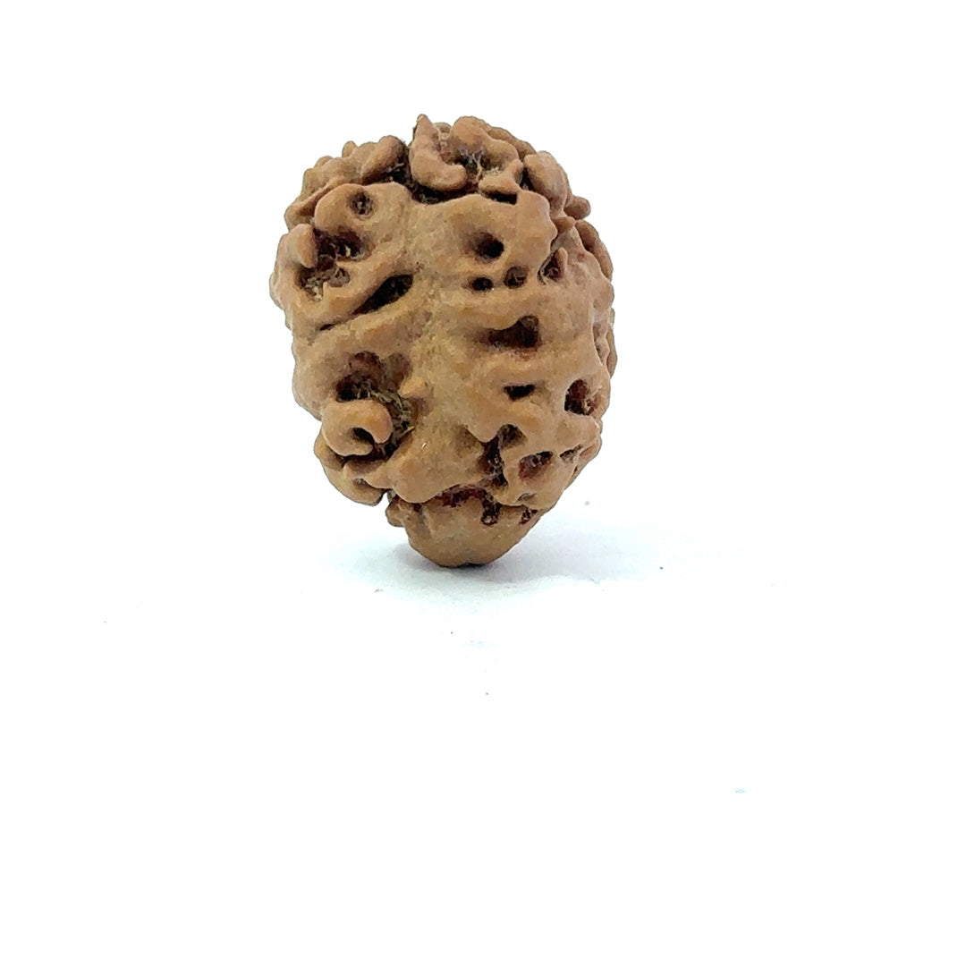 2 Mukhi Nepali Rudraksha (Authentic Nepal Origin)