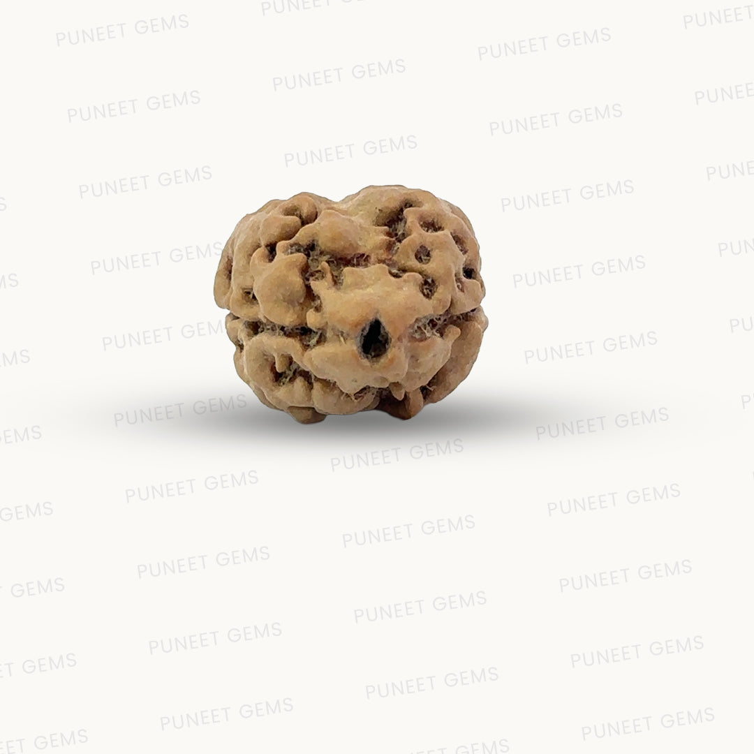 2 Mukhi Nepali Rudraksha (Authentic Nepal Origin)