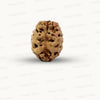 2 Mukhi Nepali Rudraksha (Authentic Nepal Origin)