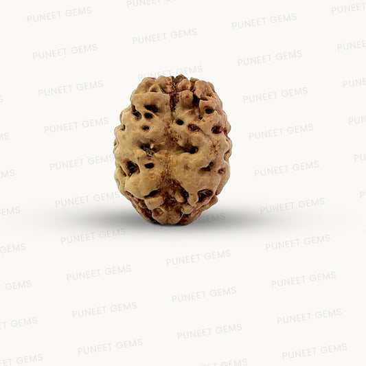 2 Mukhi Nepali Rudraksha (Authentic Nepal Origin)
