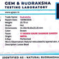 Nepali 11 Mukhi Gauri Shankar Rudraksha