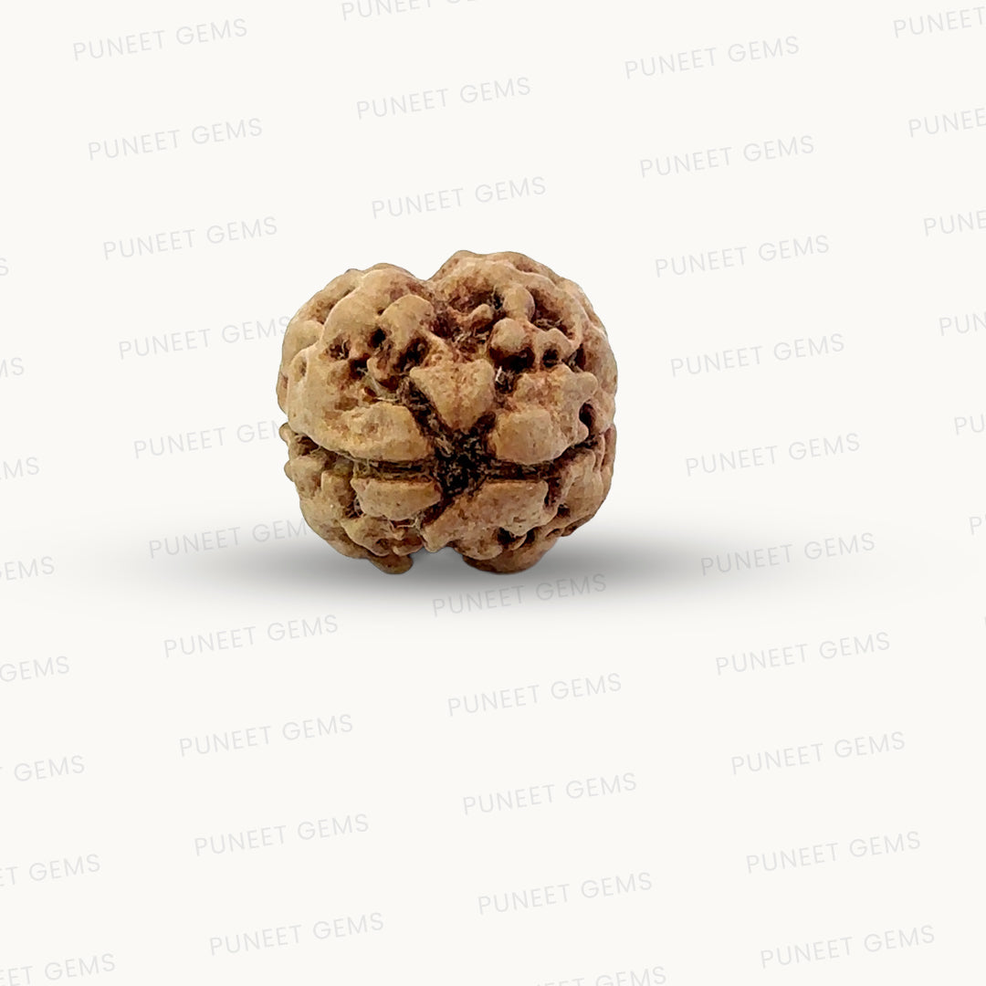 2 Mukhi Nepali Rudraksha (Authentic Nepal Origin)