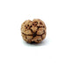 2 Mukhi Nepali Rudraksha (Authentic Nepal Origin)