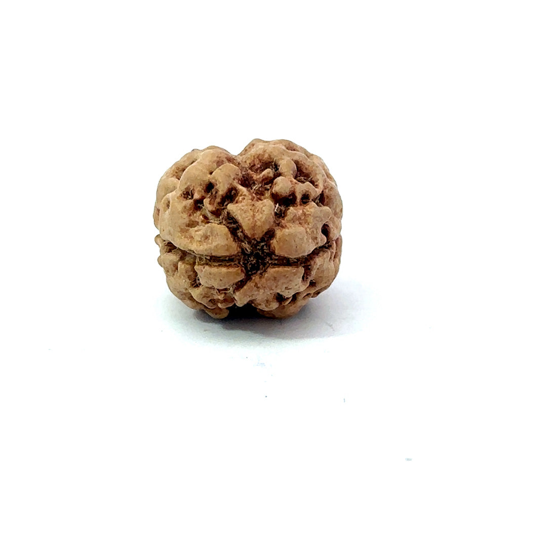 2 Mukhi Nepali Rudraksha (Authentic Nepal Origin)