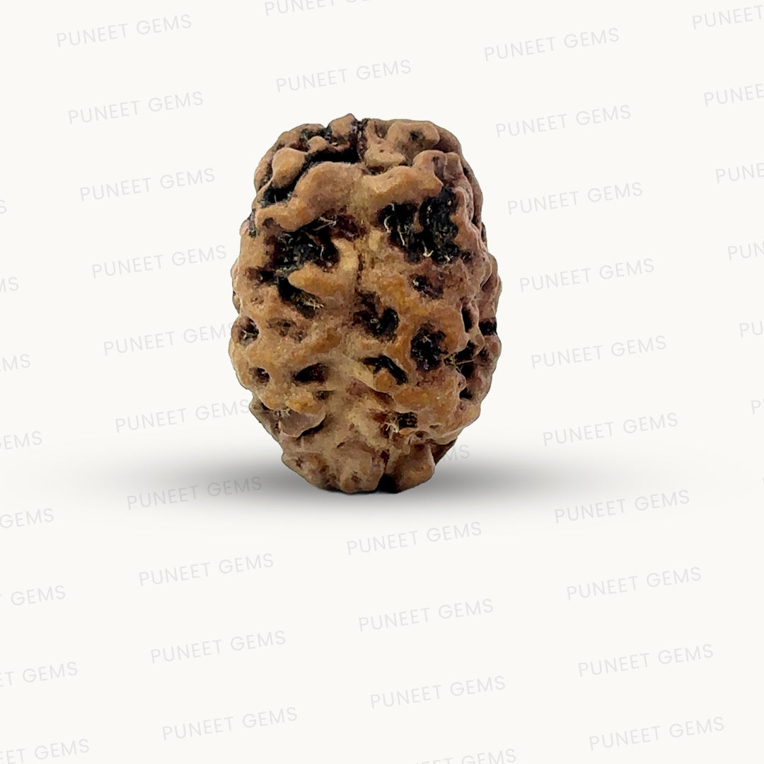 2 Mukhi Nepali Rudraksha (Authentic Nepal Origin)