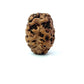 2 Mukhi Nepali Rudraksha (Authentic Nepal Origin)