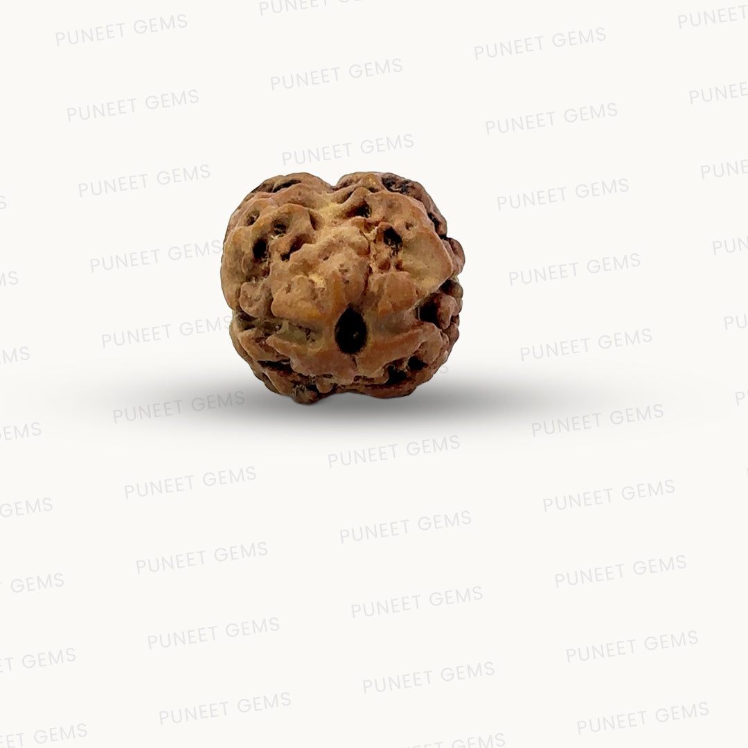 2 Mukhi Nepali Rudraksha (Authentic Nepal Origin)