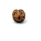 2 Mukhi Nepali Rudraksha (Authentic Nepal Origin)