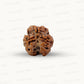 3 Mukhi Nepali Rudraksha (Authentic Nepal Origin)