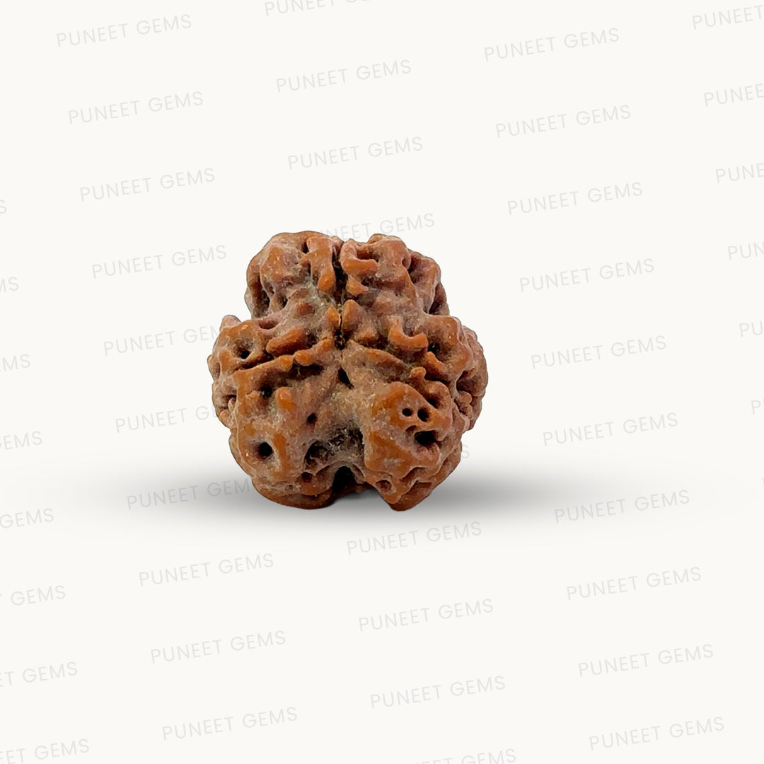 3 Mukhi Nepali Rudraksha (Authentic Nepal Origin)
