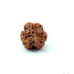 3 Mukhi Nepali Rudraksha (Authentic Nepal Origin)