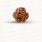 3 Mukhi Nepali Rudraksha (Authentic Nepal Origin)