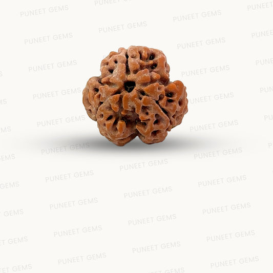 3 Mukhi Nepali Rudraksha (Authentic Nepal Origin)
