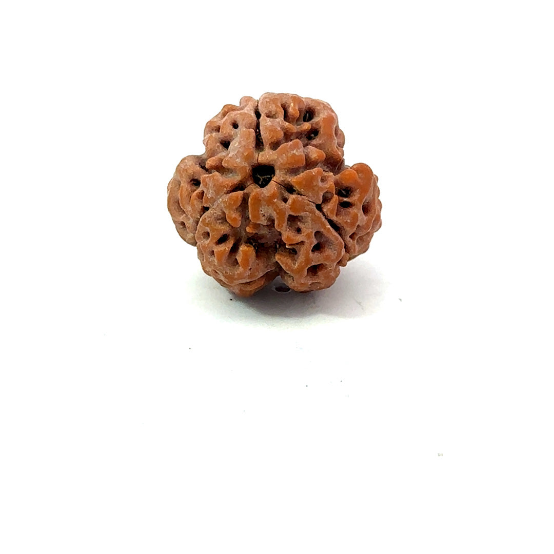 3 Mukhi Nepali Rudraksha (Authentic Nepal Origin)