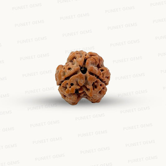 3 Mukhi Nepali Rudraksha (Authentic Nepal Origin)