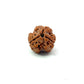 3 Mukhi Nepali Rudraksha (Authentic Nepal Origin)