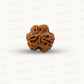 3 Mukhi Nepali Rudraksha (Authentic Nepal Origin)