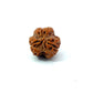 3 Mukhi Nepali Rudraksha (Authentic Nepal Origin)