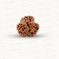 3 Mukhi Nepali Rudraksha (Authentic Nepal Origin)