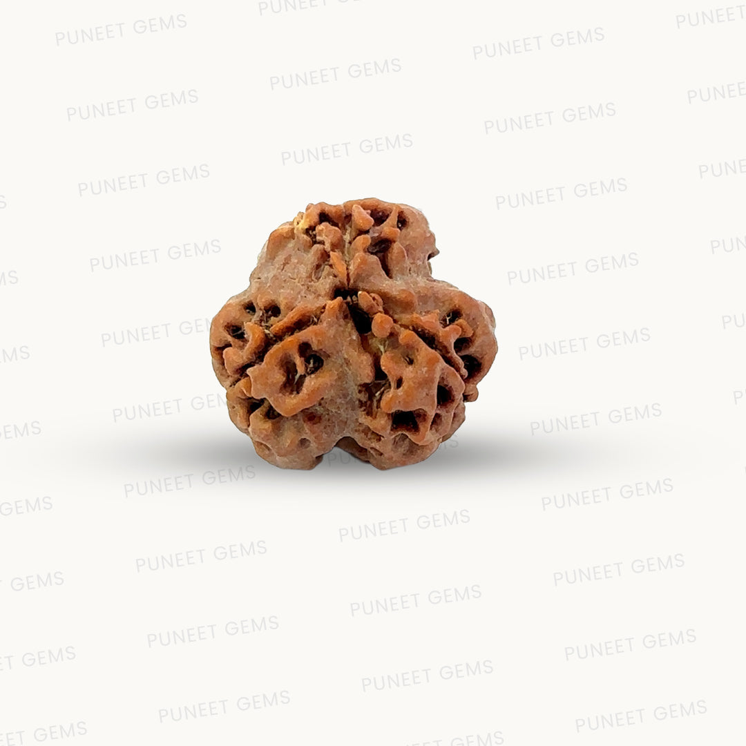 3 Mukhi Nepali Rudraksha (Authentic Nepal Origin)