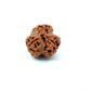 3 Mukhi Nepali Rudraksha (Authentic Nepal Origin)