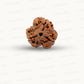 3 Mukhi Nepali Rudraksha (Authentic Nepal Origin)