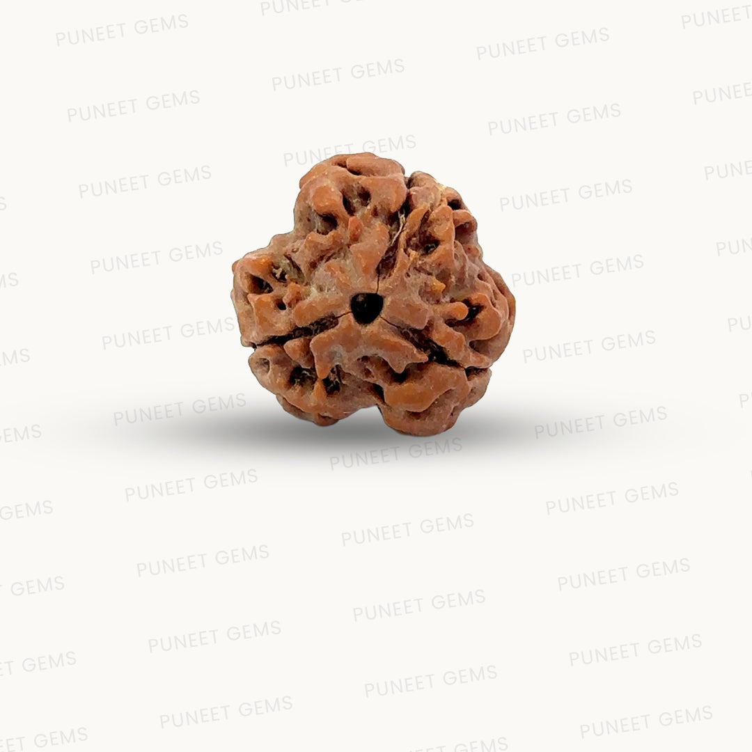 3 Mukhi Nepali Rudraksha (Authentic Nepal Origin)