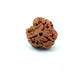 3 Mukhi Nepali Rudraksha (Authentic Nepal Origin)
