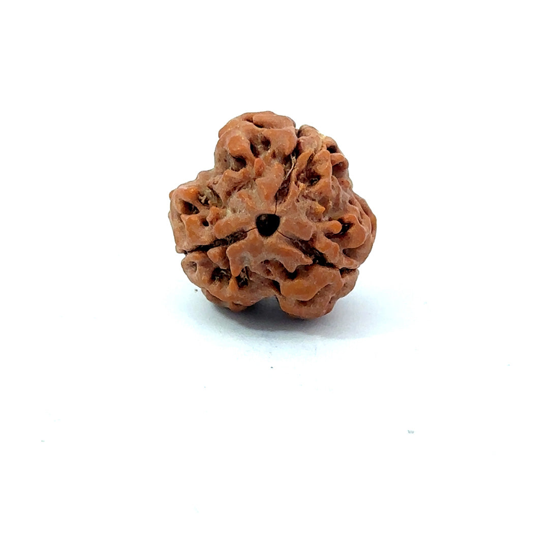 3 Mukhi Nepali Rudraksha (Authentic Nepal Origin)