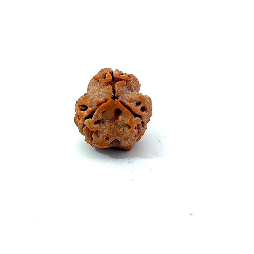 3 Mukhi Nepali Rudraksha (Authentic Nepal Origin)