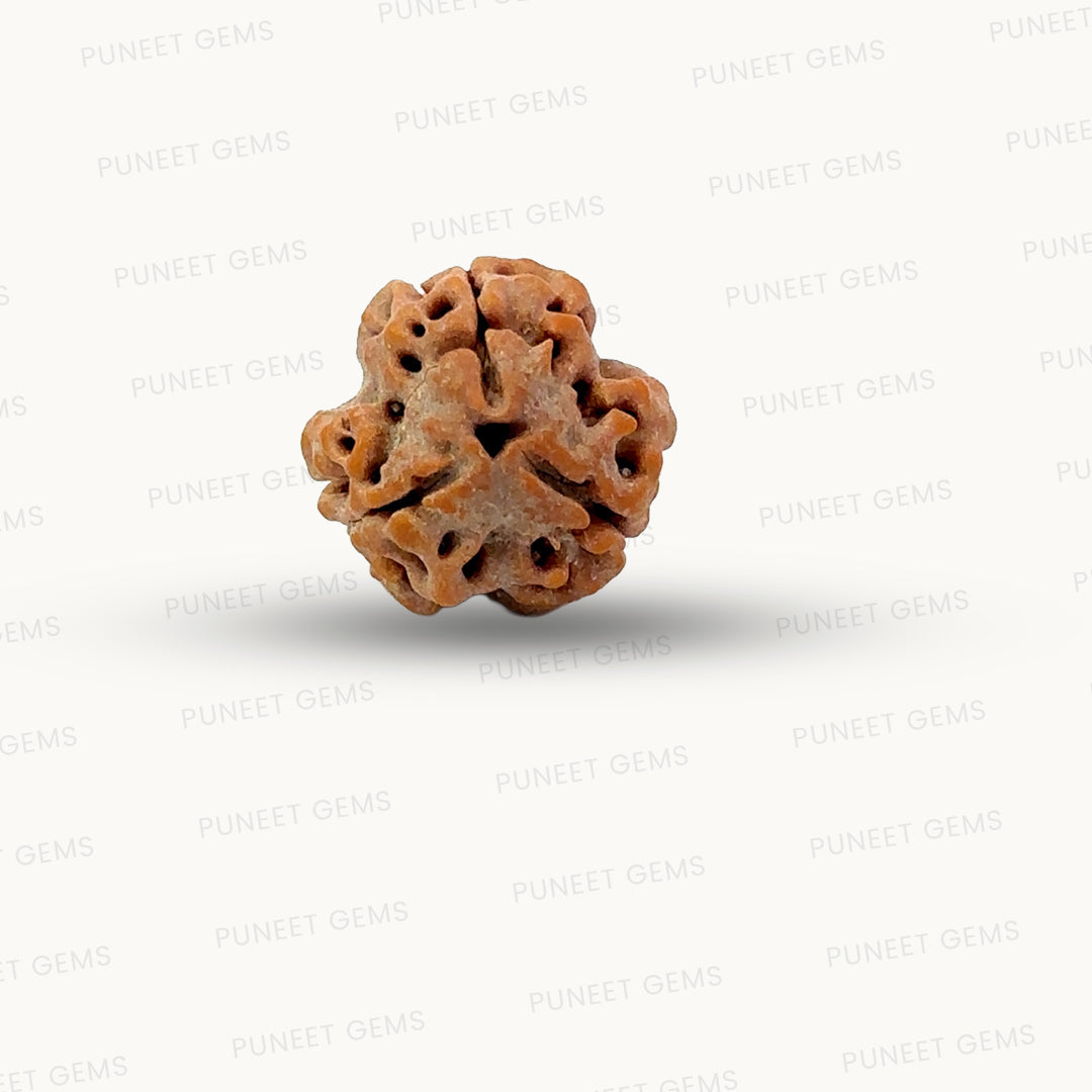 3 Mukhi Nepali Rudraksha (Authentic Nepal Origin)