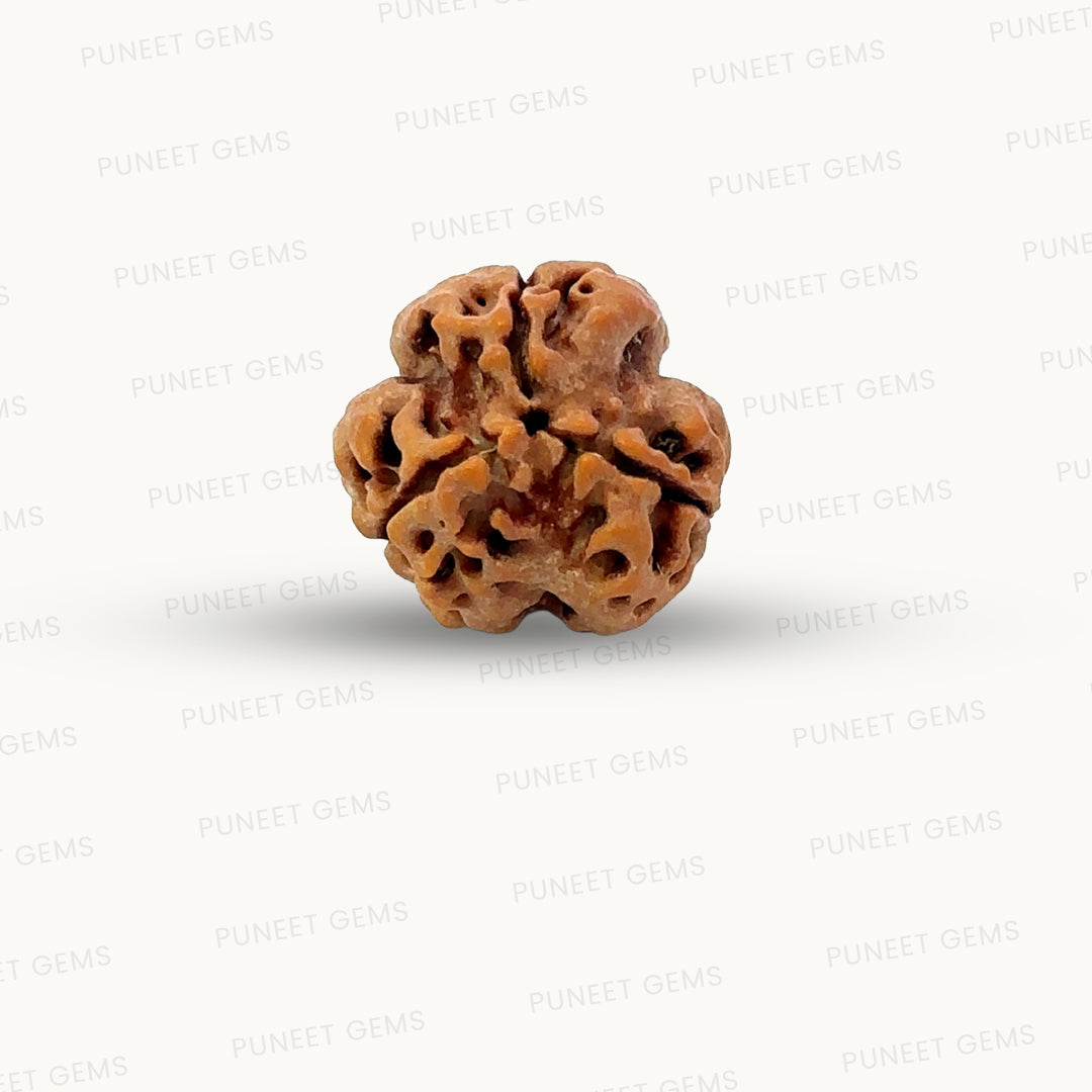 3 Mukhi Nepali Rudraksha (Authentic Nepal Origin)