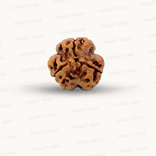 3 Mukhi Nepali Rudraksha (Authentic Nepal Origin)