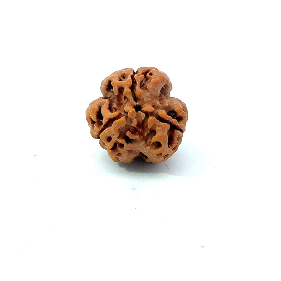 3 Mukhi Nepali Rudraksha (Authentic Nepal Origin)