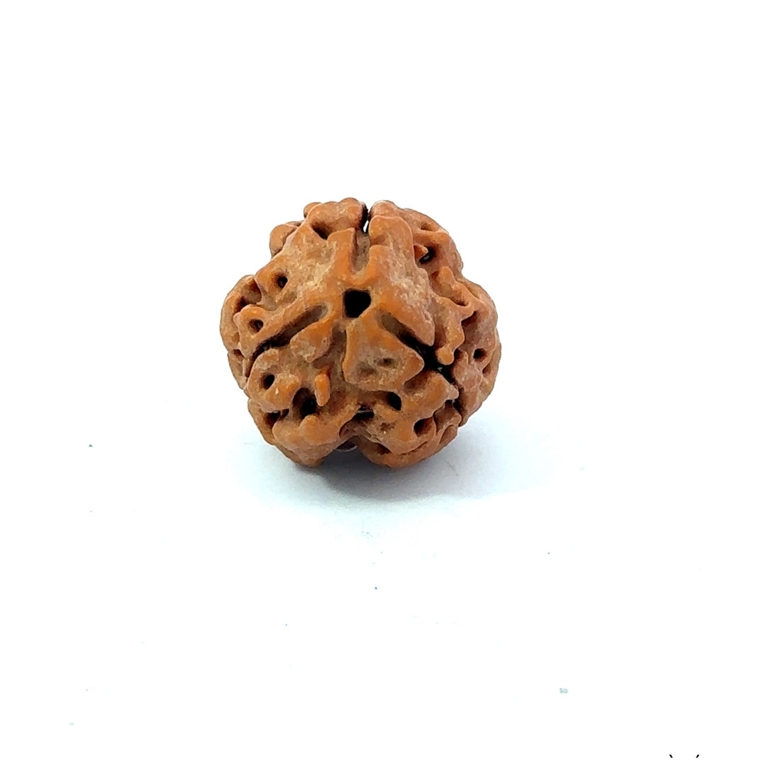 3 Mukhi Nepali Rudraksha (Authentic Nepal Origin)