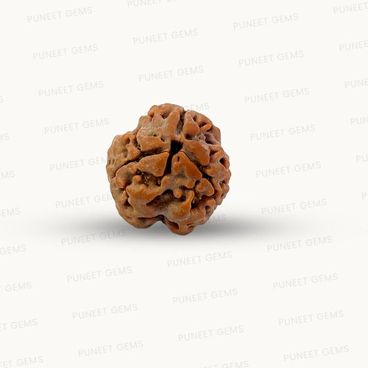 3 Mukhi Nepali Rudraksha (Authentic Nepal Origin)