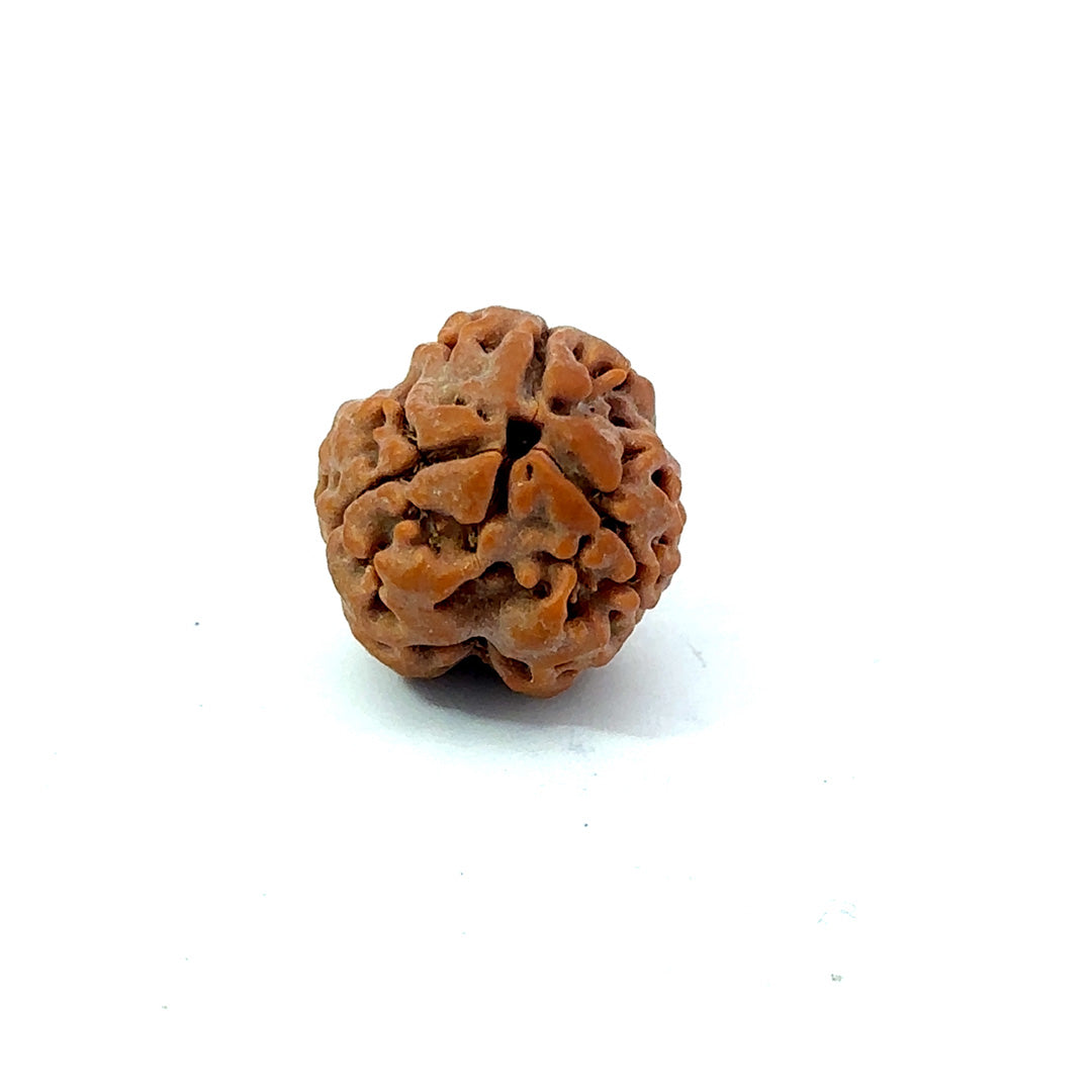 3 Mukhi Nepali Rudraksha (Authentic Nepal Origin)