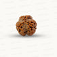 3 Mukhi Nepali Rudraksha (Authentic Nepal Origin)